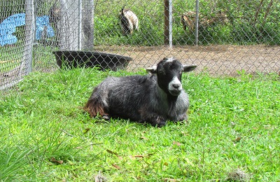 goat laying the grass